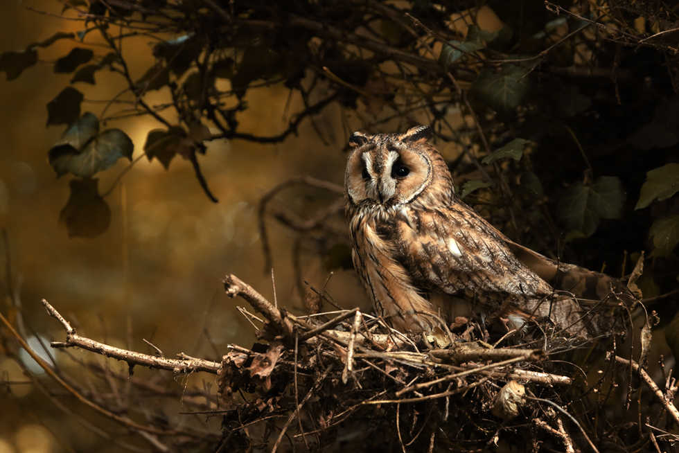 [Hanasaki Tsutsuji] yurayura | 愮 (COMIC Koh 2017-12) [Chinese] [虎斑木菟漢化] [Digital] - Page 27