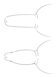 [Fanatic Fetish] Fanatic Fetish #20 - Page 39