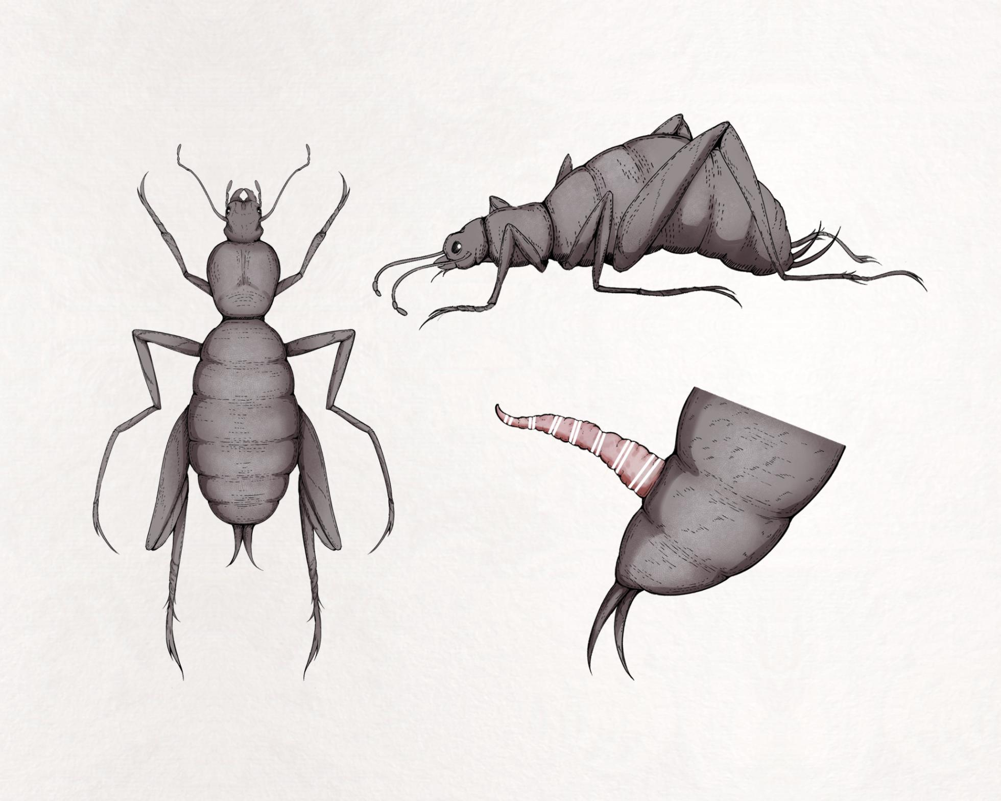 [Gura] Insect Research Report No.23 - Page 6