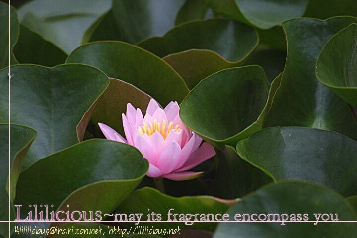 [Ohtsuki Miu] Sweet (Yuri Hime Wildrose 3) [English] - Page 12