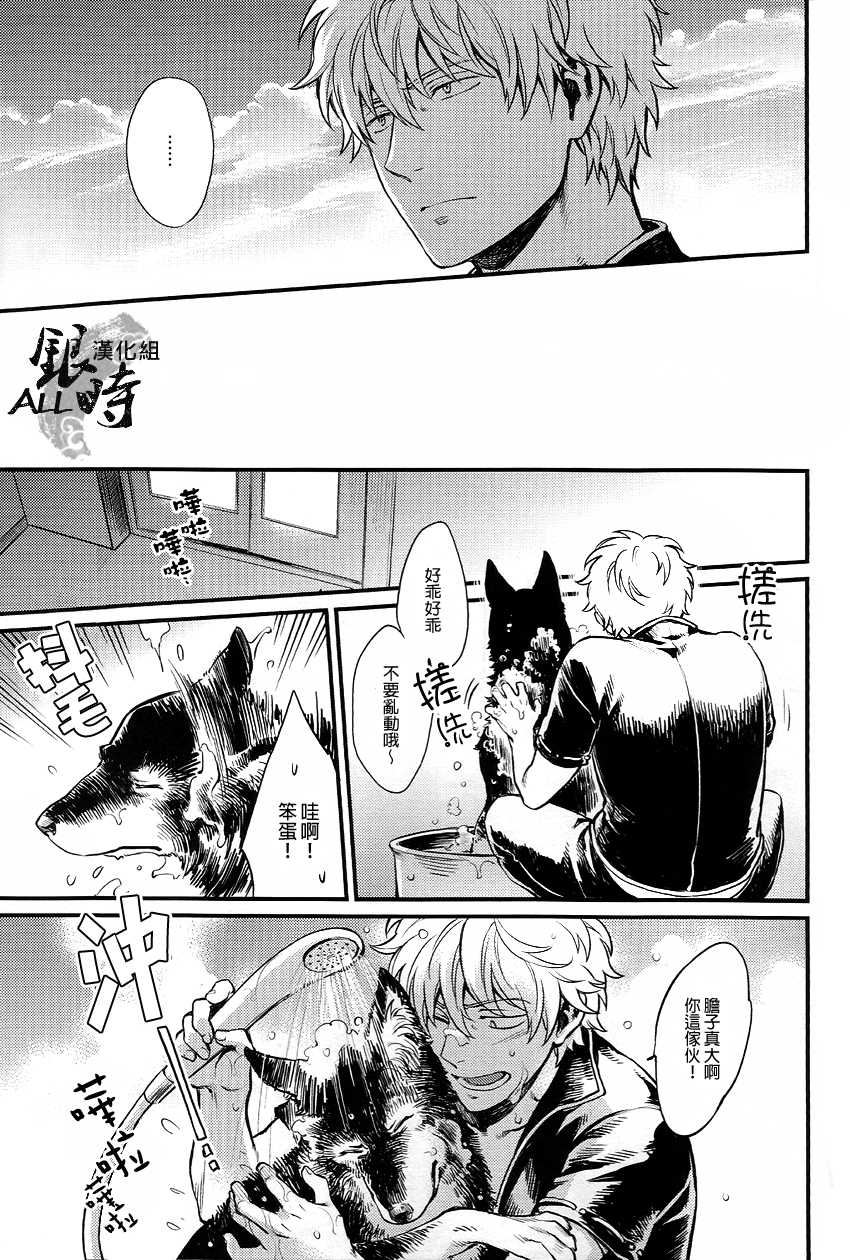 (HaruCC18) [3745HOUSE, tekkaG (MIkami Takeru, Haru)] HOW to SPOIL YOUR DOG (Gintama) [Chinese] [ALL銀時漢化組] - Page 18