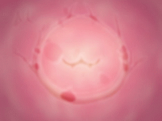 [Bingo Tarte] Pretty Predot Honpen Chuuhen - Honban Rape!- - Page 18