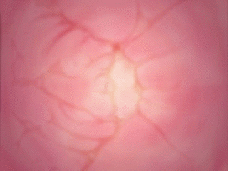 [Bingo Tarte] Pretty Predot Honpen Chuuhen - Honban Rape!- - Page 39